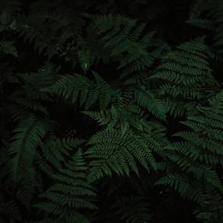 Plant phone wallpaper