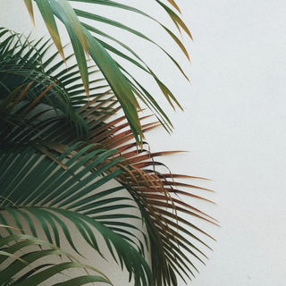 Plant phone wallpaper