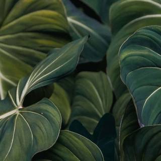 Plant phone wallpaper