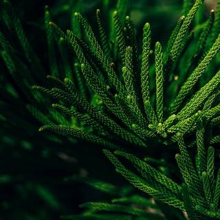 Plant phone wallpaper