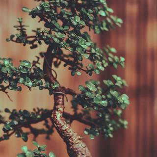 Plant phone wallpaper