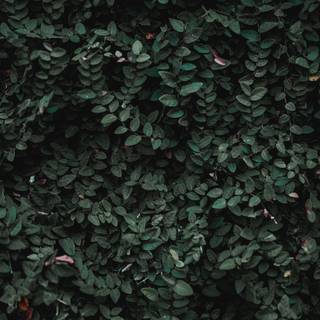 Plant phone wallpaper