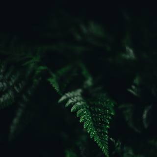 Plant phone wallpaper