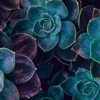 Plant phone wallpaper