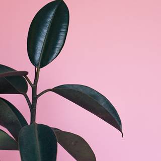 Plant phone wallpaper