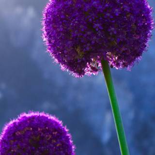 Plant phone wallpaper