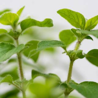 Oregano wallpaper