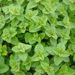 Oregano wallpaper