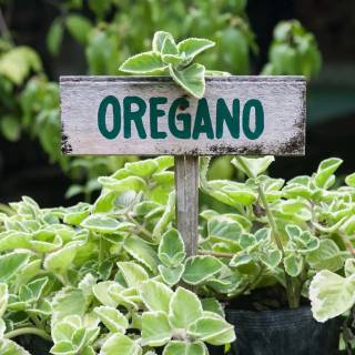 Oregano wallpaper