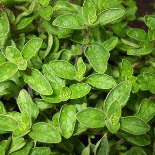 Oregano wallpaper