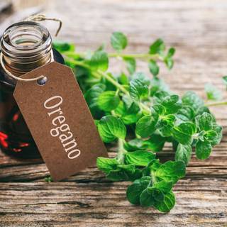 Oregano wallpaper