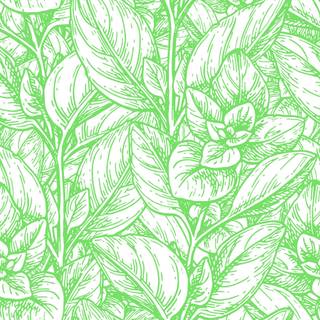 Oregano wallpaper