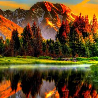 Golden nature wallpaper