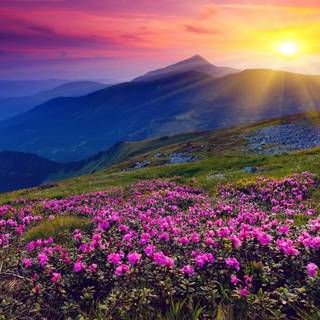 4k nature PC wallpaper