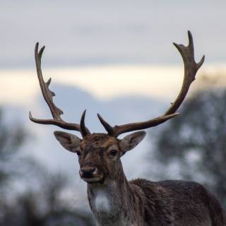 4k nature PC wallpaper