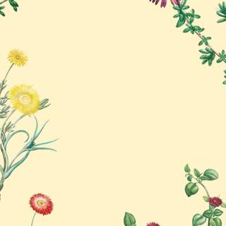 Spring iPhone 11 wallpaper