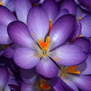 Spring purple flowers wallpaper