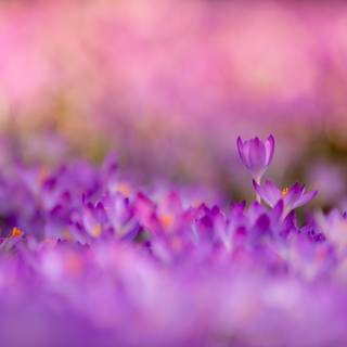 Spring purple flowers wallpaper