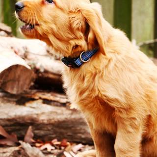 Golden Retriever iPhone wallpaper