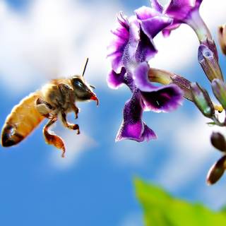 Bee spring wallpaper