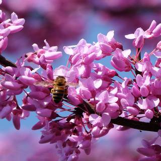Bee spring wallpaper