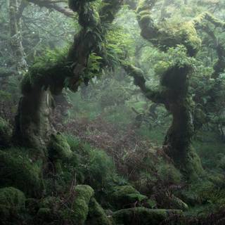 Fairycore grunge wallpaper