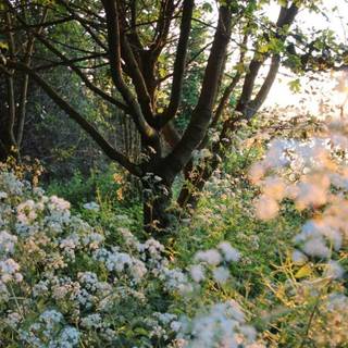 Fairycore grunge wallpaper