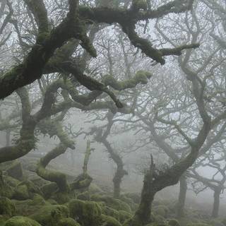 Fairycore grunge wallpaper