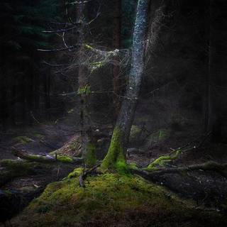 Fairycore grunge wallpaper