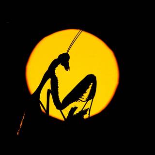 Nature logo wallpaper