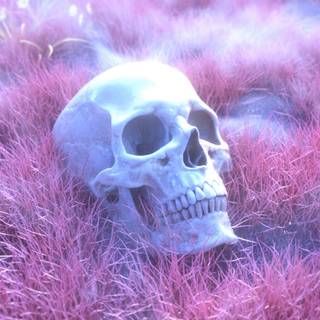 Skeleton 4k wallpaper