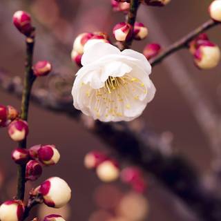 Spring season Android wallpaper