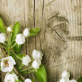 Spring season Android wallpaper