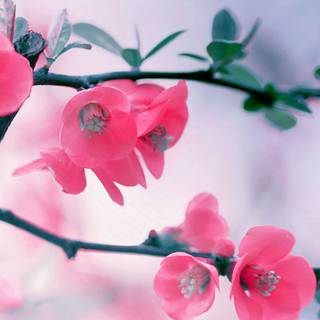 Spring season Android wallpaper