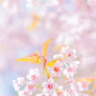 Spring season Android wallpaper