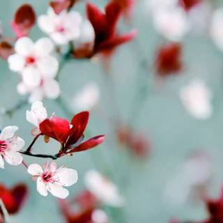 Spring season Android wallpaper