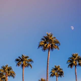 Summer portrait wallpaper