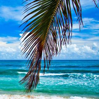 Summer portrait wallpaper