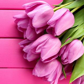 Spring board wallpaper