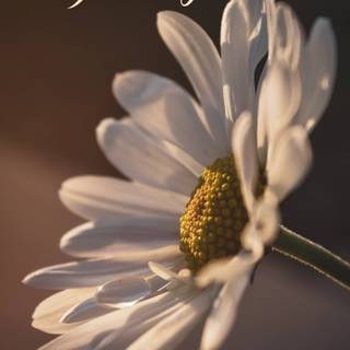 Hello spring aesthetic wallpaper