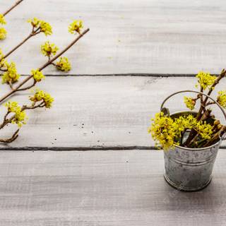 Spring board wallpaper