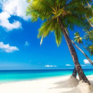 Summer portrait wallpaper