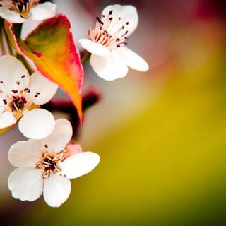 Spring fruit wallpaper