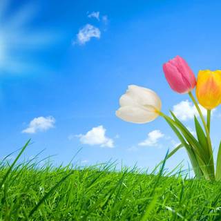 Spring board wallpaper