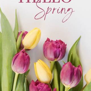 Hello spring aesthetic wallpaper