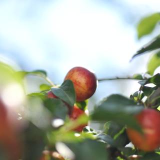 Spring fruit wallpaper