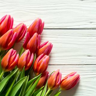 Spring board wallpaper