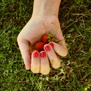 Spring fruit wallpaper