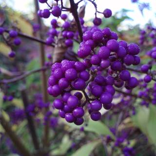 Spring fruit wallpaper