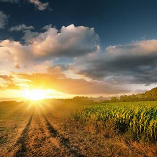 Morning summer wallpaper